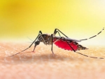 Hyundai Bioscience's Antiviral for Dengue Fever to Enter Clinical Trials in Brazil