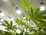 Omega Laboratories Teams Up with Cannabix Technologies for Marijuana Breath Detection