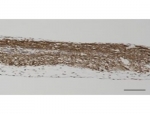 Mitsui Chemicals Launches InnoCell P-Type Culture Plates