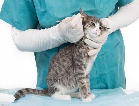 ENTOD Pharma Unveils Advanced Veterinary Ear Drops to Combat Ear Mites in Pets