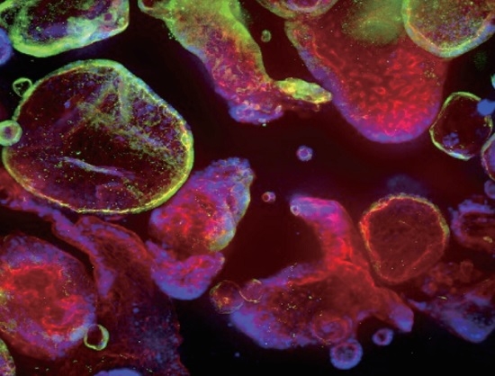 AMSBIO Unveils New Range of Cytokines Tailored for Organoid and Stem Cell Studies