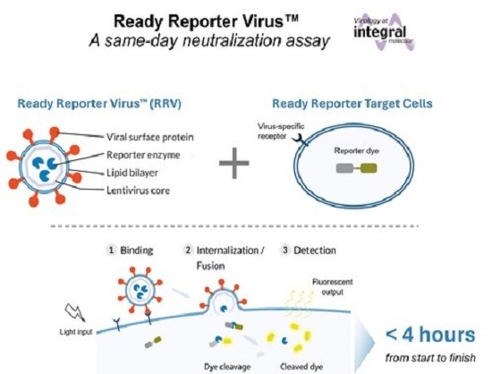 Integral Molecular Launches Ready Reporter Virus Kit for 10x Faster Virus Neutralisation Testing