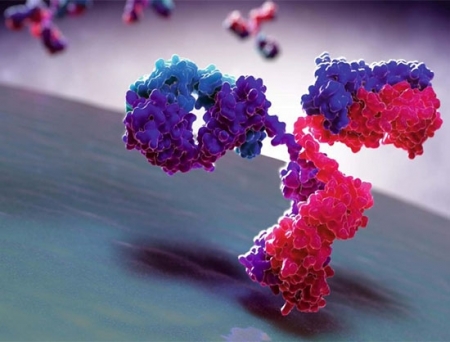 Reverb, Royalmount Laboratories to Develop Advanced Bispecific Antibodies