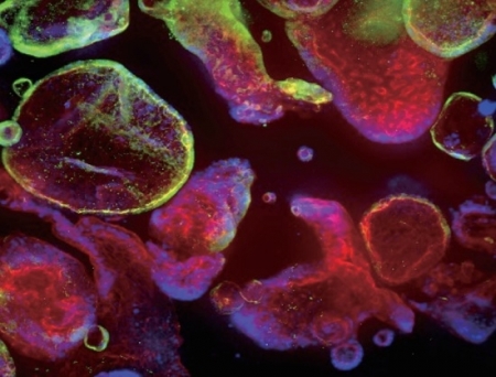 AMSBIO Unveils New Range of Cytokines Tailored for Organoid and Stem Cell Studies