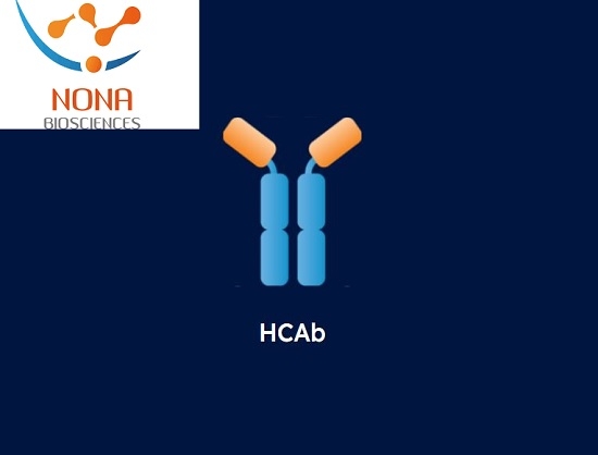 Nona Biosciences Taps Dr. Hongjiang Miao to Advance A3 Strategy and AI-Driven Drug Discovery